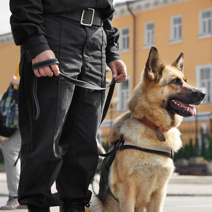 Un agent cynophile (maitre chien) effectuant une ronde